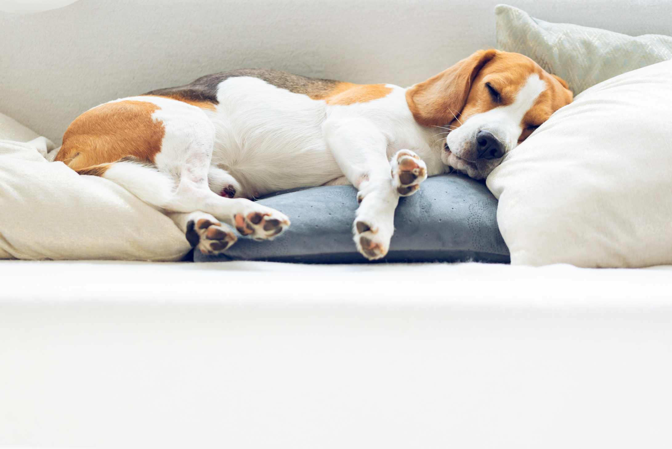 Beagle Dog Sleeping on the Sofa 