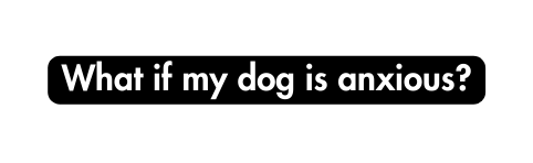 What if my dog is anxious